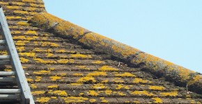 Kingston roof before cleaning and moss removal